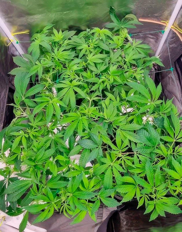 Полив марихуаны Poddy Mouth от Humboldt Seed Company