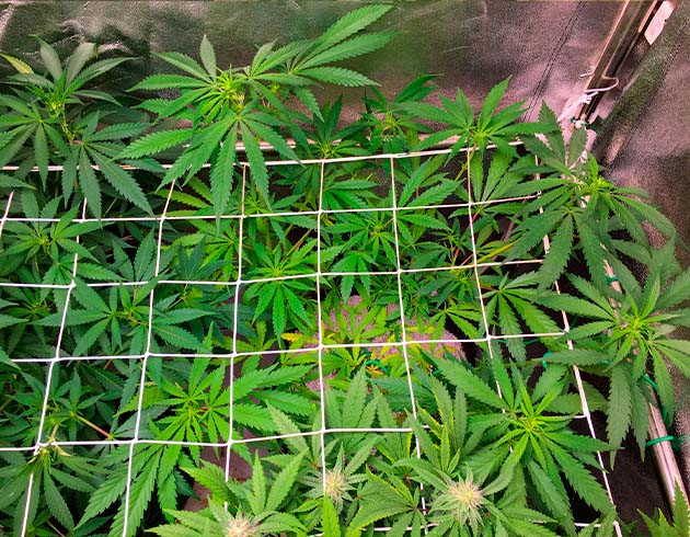 Смена света на Harvest Master PRO 440 Куст под ScrOG сеткой