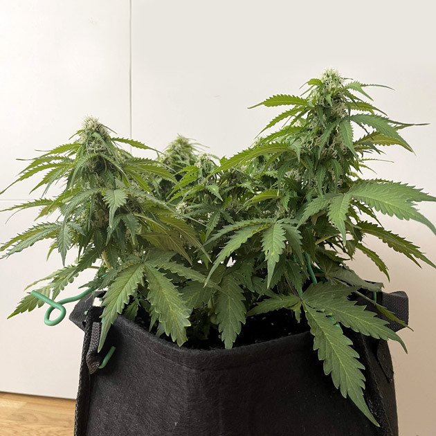 Куст высотой 60 см