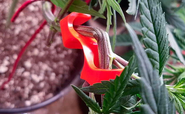 Эффективная альтернатива подвязкам Формирование кроны с помощью LST-клипс