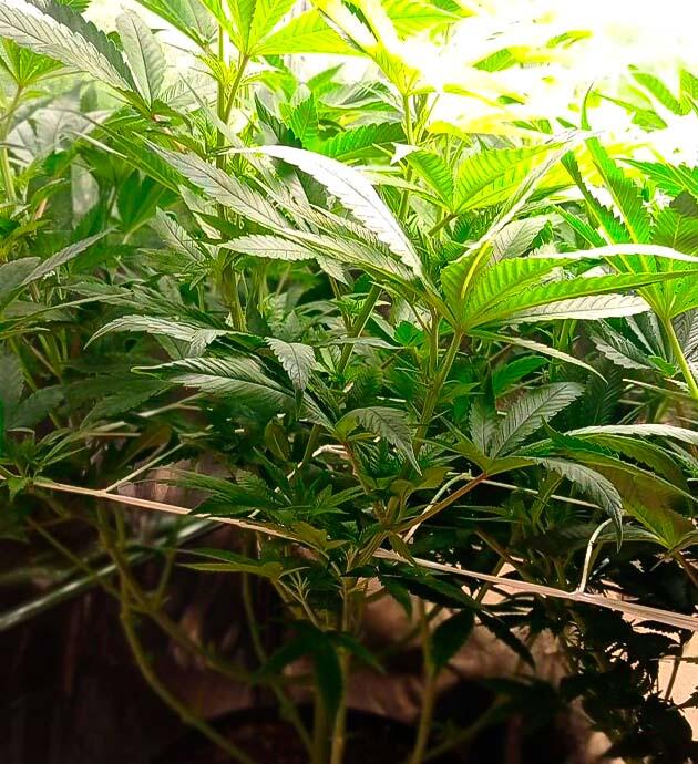 Установка сетки ScrOG и начало цветения Куст Jealousy Kush от Seedkeepers ростом 67 см