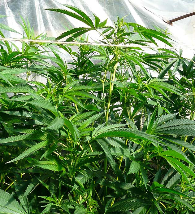 Переход к цветению Runtz Fast Flowering Добавление Pro Bloom: питание