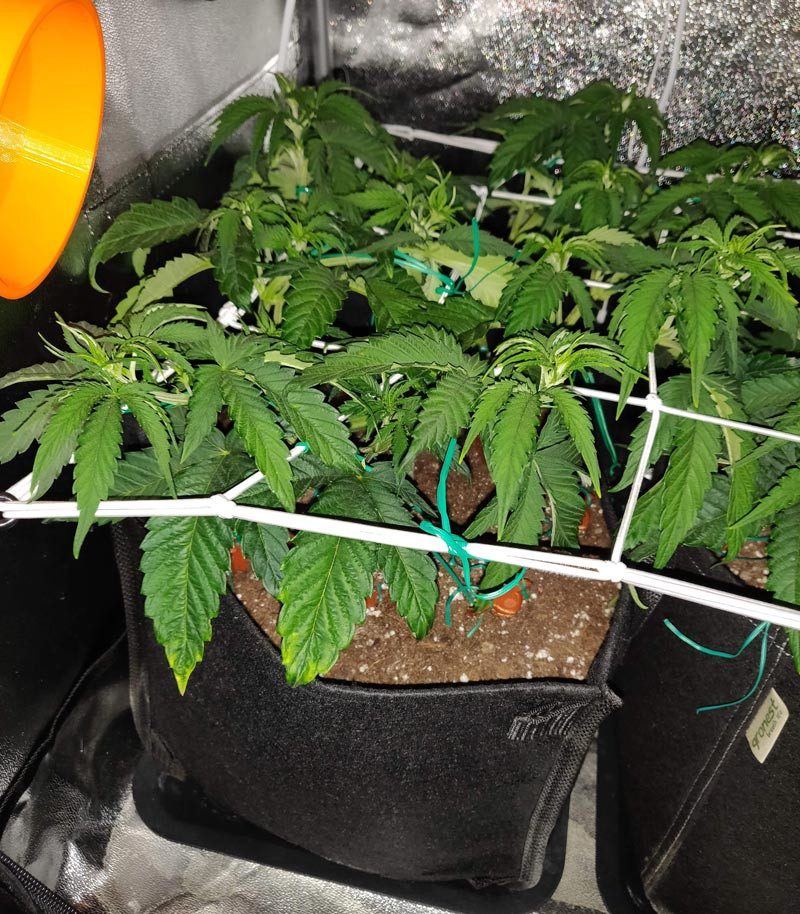Установка ScrOG сетки ScrOG сетка
