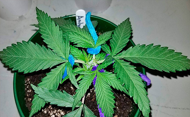Вегетация конопли сорта Amherst Sour Diesel Сорт каннабиса Amherst Sour Diesel
