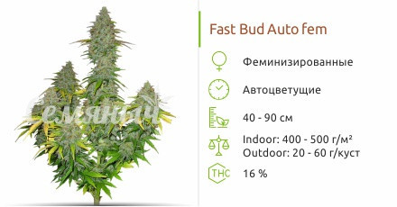 Сорт марихуаны Fast Bud Auto Fast Bud Auto от Sweet Seeds