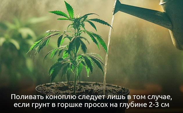 Хороший дренаж почвы Неправильный полив