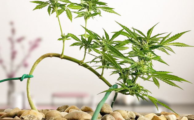 Техника тренировки LST Подгибание стебля