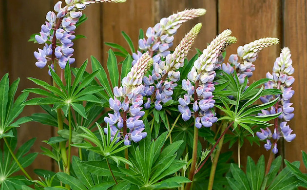 Растение люпин Люпин