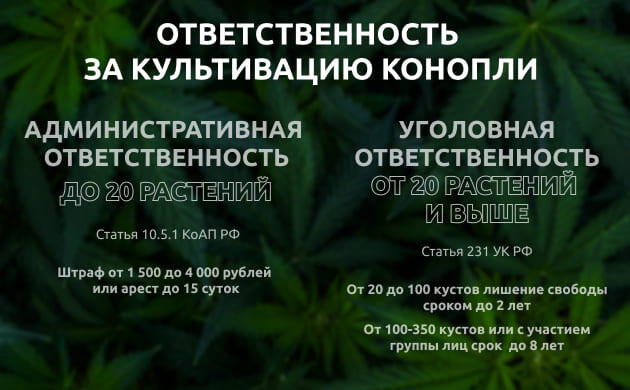 Разное количество растений – разные правонарушения