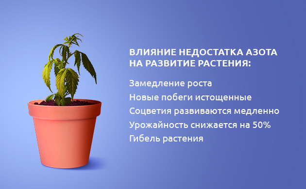 Как нехватка азота отражается на каннабисе Выращивание конопли при нехватке азота