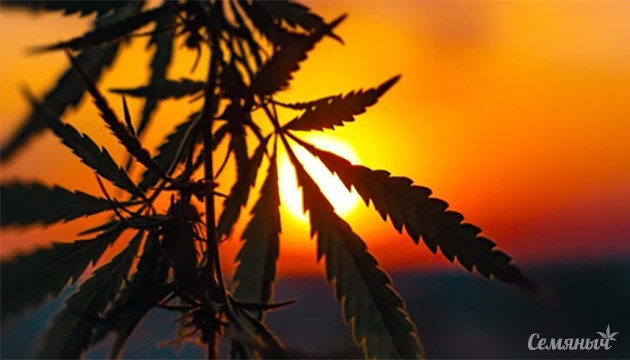 Влияние рассвета и заката на рост конопли