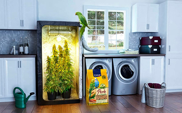 истории о корме из семечек конопли