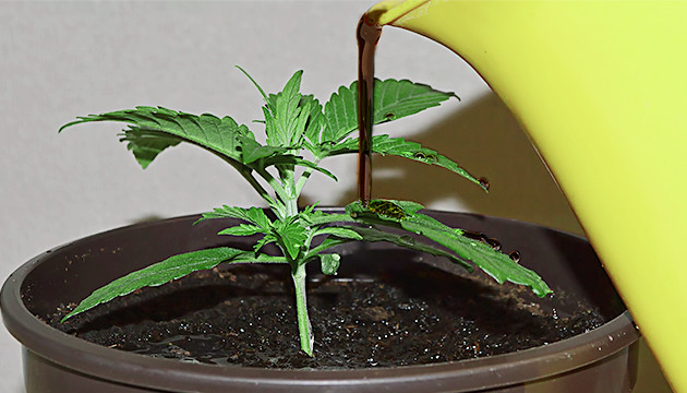 Использование кофейной гущи Полив конопли кофейной гущи