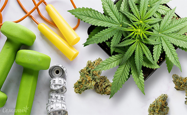 Cочетание высоко и низкострессовых тренировок растений Тренировки конопли