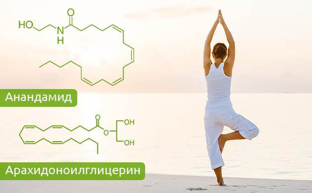 Влиение каннабиноидов анандамида и арахидоноилглицерина Анандамид и арахидоноилглицерин