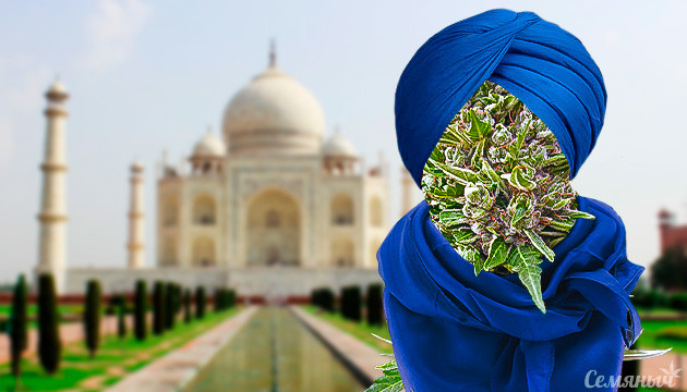 Подробнее про индийскую коноплю Конопля из Индии