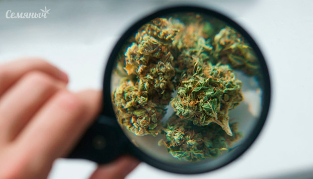Всё о шишках конопли Шишка под увеличением