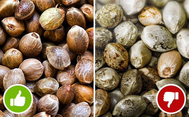 Генетический потенциал семян в зависимости от их цвета Светлые семена: мифы и реальность