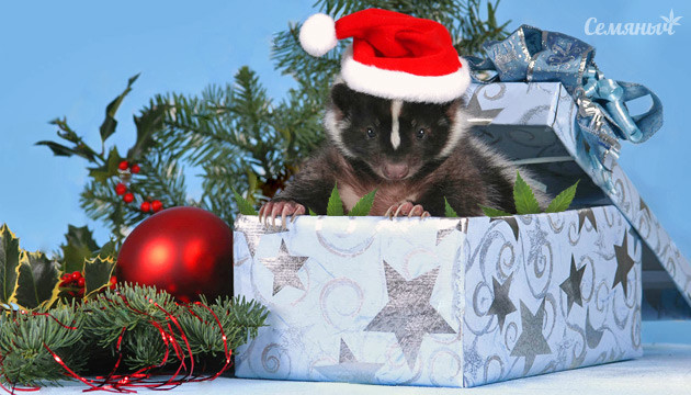 Семечко Auto Super Skunk каждому покупателю Auto Super Skunk