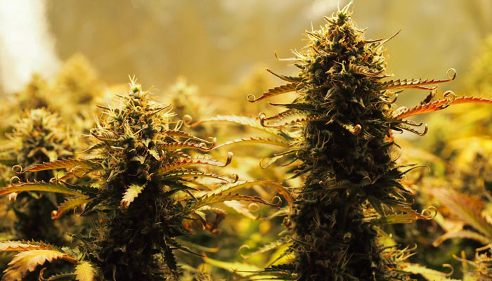 Шишки перед харвестом Соцветие Jack 47 Auto перед харвестом