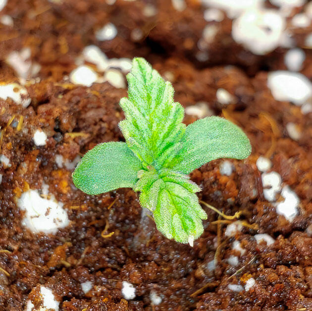 Проращивание, пересадка и первый полив марихуаны Проращивание Northern Lights 10 of 10