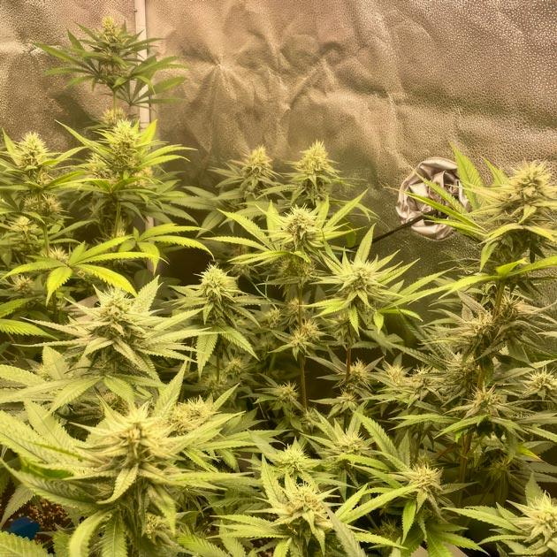 Кусты The White Fire OG на стадии цветения