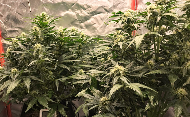 Листья куста марихуаны начали желтеть Листья конопли начали желтеть