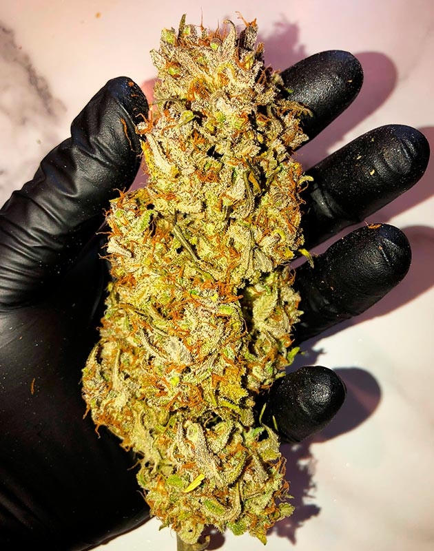 Впечатления о выращивании и после дегустации сорта Шишка Original Blueberry Auto