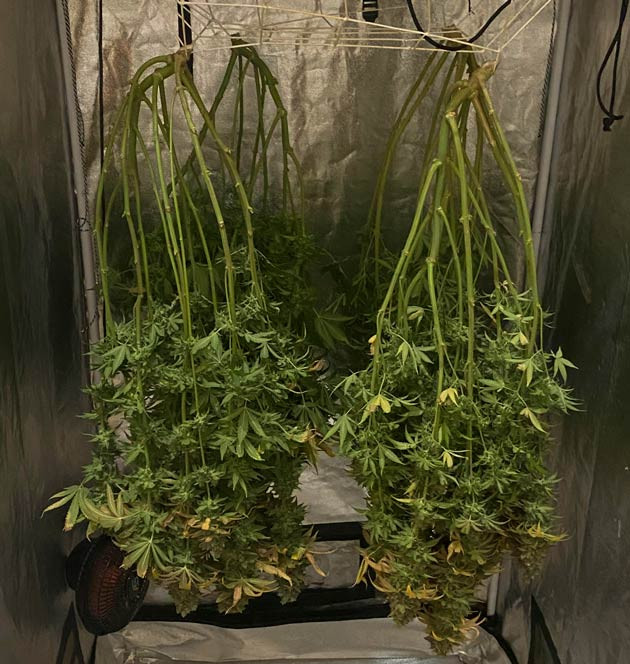 Общие впечатления от грова сорта Fullgas Конопля сорта Fullgas на сушке