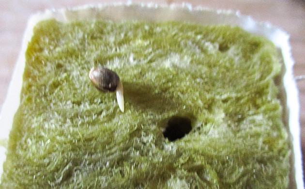 Проращивание семечки Pineapple Chunk Семечка на кубике минеральной ваты