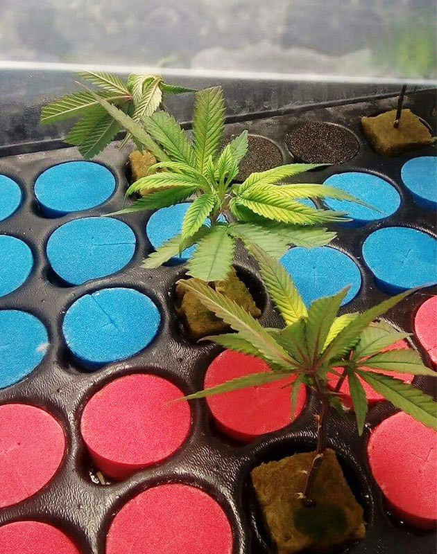 Укоренение клонов Клоны в минеральной вате