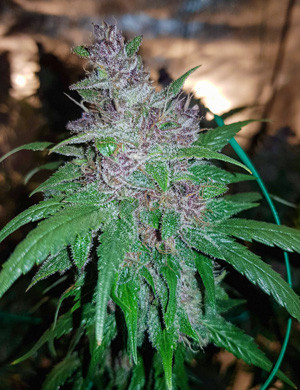 Шишки конопли на стадии завершения цветения Мощная шишка марихуаны