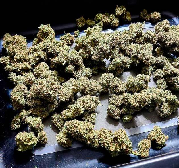 Высушенные шишки каннабиса Собранные шишки марихуаны