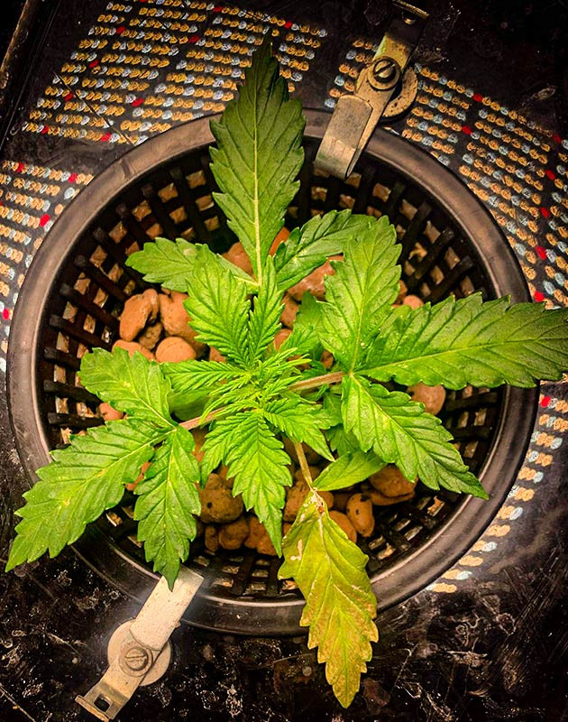 Гроурепорт сорта Auto Cinderella Jack Auto Cinderella Jack дневник по выращиванию