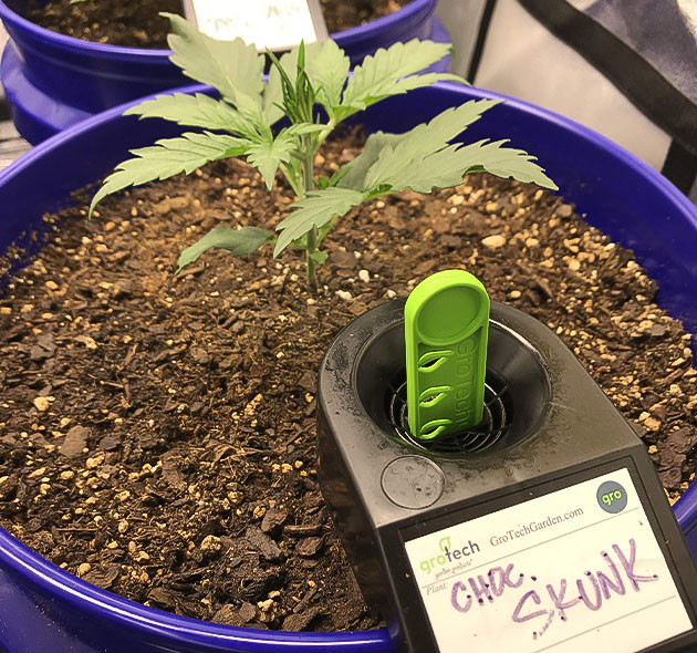 Растение Auto Chocolate Skunk на 2 неделе выращивания Индорное выращивание сорта Auto Chocolate Skunk