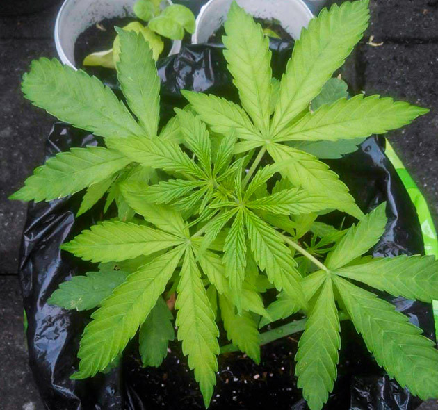 Нехватка питательных веществ Куст конопли со светло-зелеными листьями