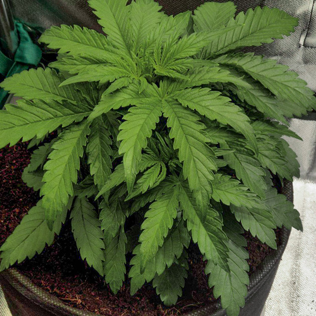 Формирование листьев и рост куста 3 неделя выращивания Auto White Widow