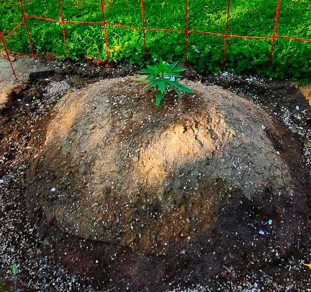 Стабильный рост GG4 Sherbet FF без изменений в уходе Конопля GG4 Sherbet FF на второй неделе после высадки