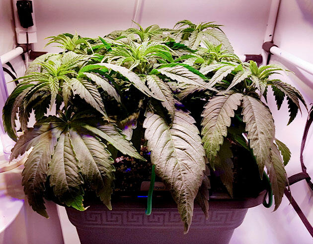 Метод LST Конопля ростом 20 см