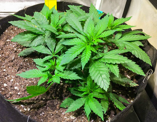 Применение техники LST на 7 неделе Растягивание ветвей конопли