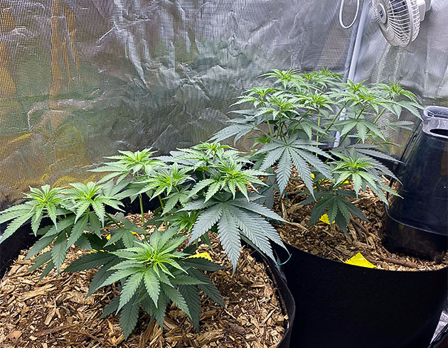 Стремительный рост растения King's Juice Развитие корневой системы King's Juice