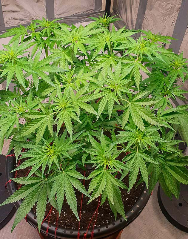 Дефолиация марихуаны Цветение сорта Banana Purple Punch Auto