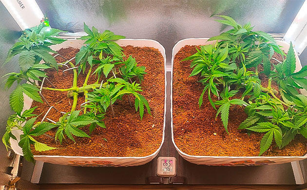 Куст Gorilla Zkittlez от Семяныча на 5 неделе