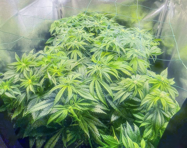 Перевод на цветение растения Biscotti Mintz Стимуляция цветения сорта Biscotti Mintz