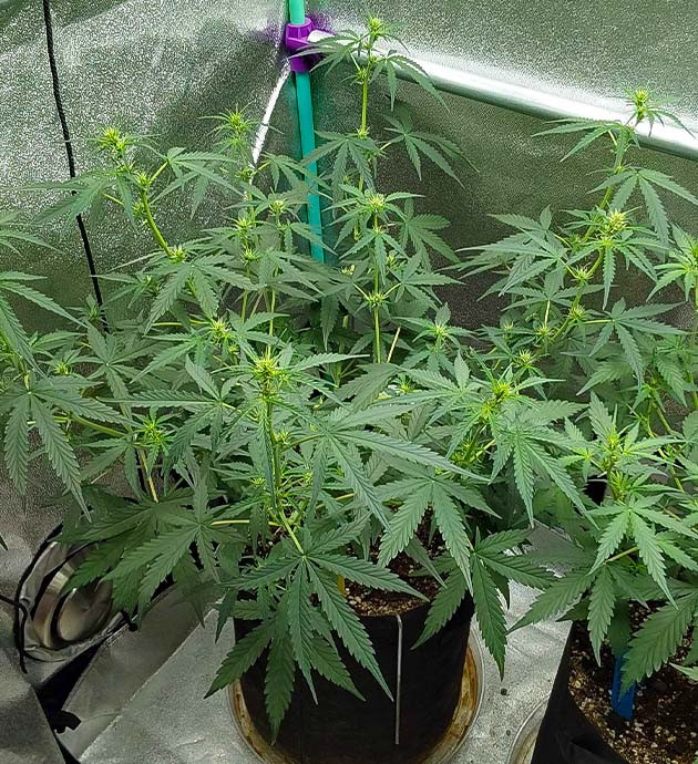 Mimosa Cake Auto дневник по выращиванию выращивание сорта конопли Mimosa Cake Auto