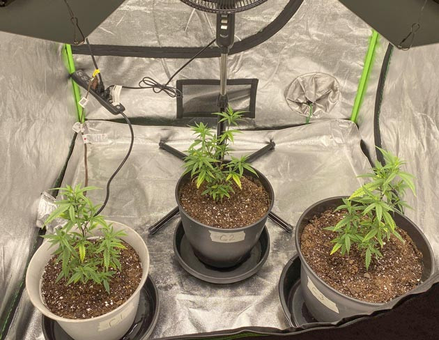 Пересадка Blueberry Muffin в новые горшки Blueberry Muffin: улучшение условий