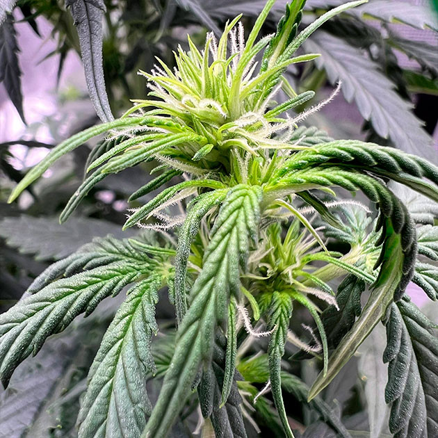 Цветение каннабиса Конопля ростом 48 см