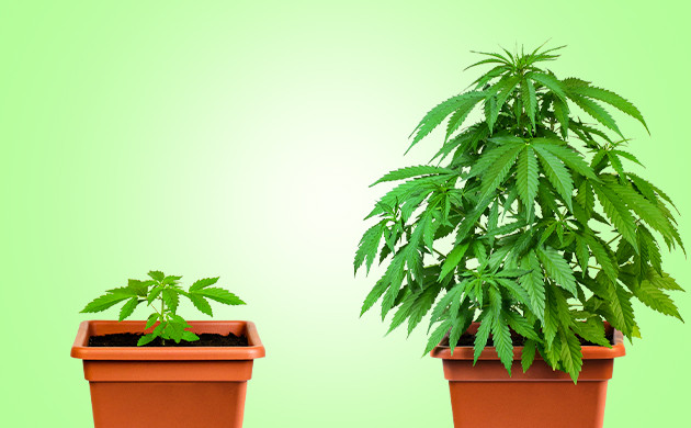 Быстрое развитие автоцветов Большой и маленький куст