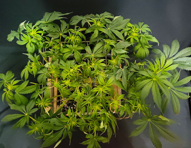 Цветение куста Glue Sherbert Последняя дефолиация куста Glue Sherbert