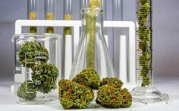 Сравнение генетики автоцветущих и фотопериодных сортов Влияние генов рудералиса на качество конопли